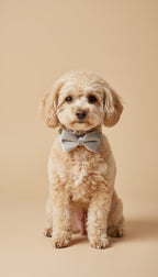 Set Collare, Fiocco, Guinzaglio e Poop Bag in Morbido Velluto Grigio – Eleganza e Comfort per il Tuo Cane