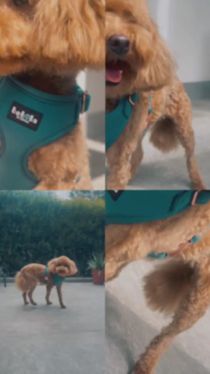 fallback text for a video